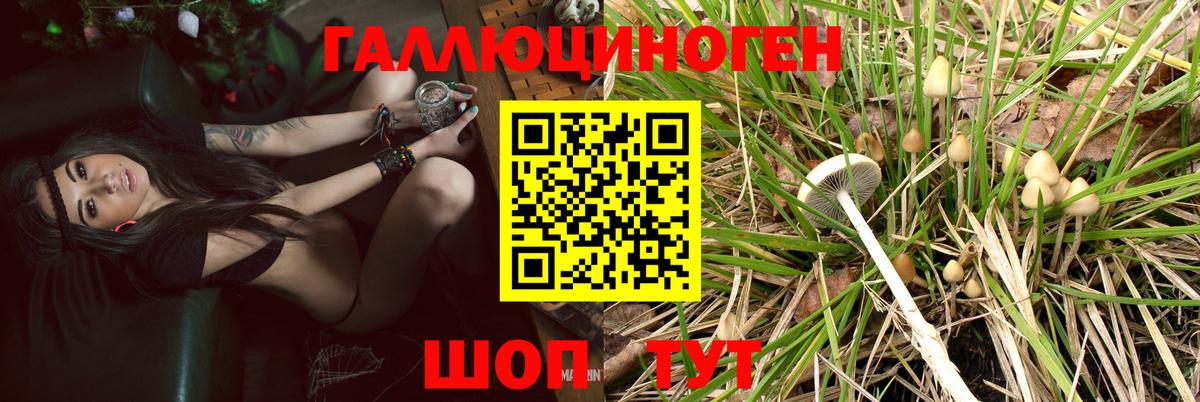 Галлюциногенные грибы Psilocybe Волгоград