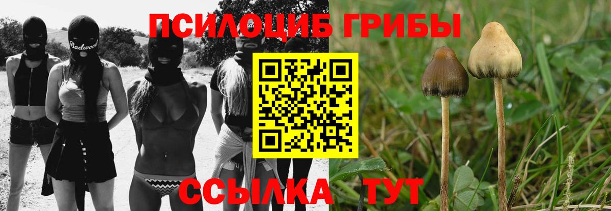 Галлюциногенные грибы Psilocybe  Вход с VPN  Волгоград 